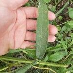 Verbesina alternifolia Folha