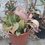 Kalanchoe laetivirens Fruto