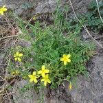 Lactuca viminea Habit