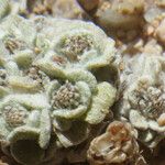 Filago tyrrhenica 形態