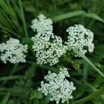 Chaerophyllum aureum Blüte