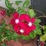 Catharanthus roseus Žiedas