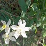 Thalictrum tuberosum Flower
