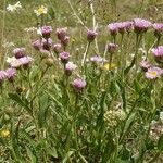 Erigeron alpinus অভ্যাস