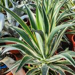 Agave demeesteriana Plante entière