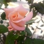 Rosa chinensis Floare