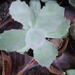 Kalanchoe marmorata Leaf