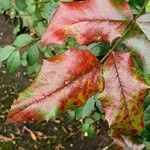 Mahonia aquifolium Folla