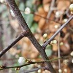 Prunus spinosa Bark