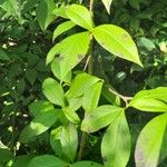 Stewartia malacodendron Fuelha