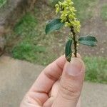 Maytenus ilicifolia Λουλούδι