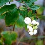 Symphoricarpos albus 果実