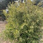 Hakea salicifolia Hábito