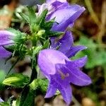 Campanula tracheliumFlor