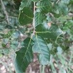 Quercus ilex Blad