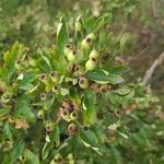 Crataegus azarolus Õis