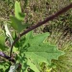 Arnoglossum atriplicifolium Leaf