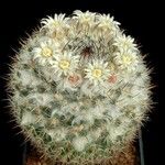 Mammillaria formosa عادت داشتن