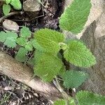 Teucrium scorodoniaFolio