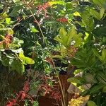 Pitcairnia angustifolia Õis