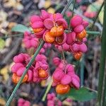 Euonymus europaeusFruto