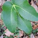 Helleborus argutifolius Leaf