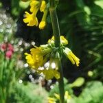 Primula bulleyana Flor