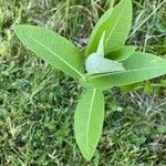 Asclepias purpurascens Leaf