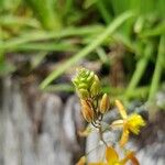Bulbine frutescens Other