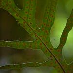 Phymatosorus scolopendria Leaf