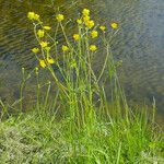 Ranunculus flammula Libunga
