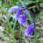 Hyacinthoides non-scripta 花