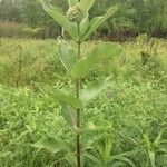 Asclepias viridiflora आदत