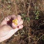 Byrsonima guilleminiana Flower