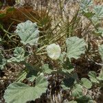 Malvella leprosa Habit