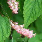 Neillia sinensis Floare