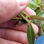 Chamaedaphne calyculata Blatt