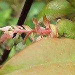 Vaccinium angustifolium Λουλούδι