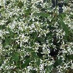 Chamaesyce hypericifolia Хабит