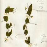 Lathyrus aphaca Blomma