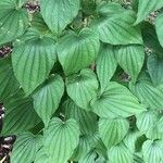 Dioscorea caucasica Leaf