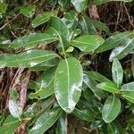 Sideroxylon borbonicum Yaprak