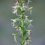 Platanthera lacera Flower