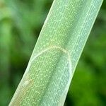 Carex riparia Liść
