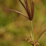 Chloris barbata Flor