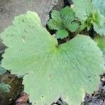 Ranunculus cortusifolius Leaf