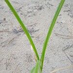 Cyperus glomeratus 叶