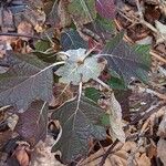 Hydrangea quercifolia Лист