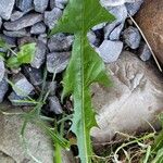 Taraxacum officinale Leaf