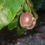 Hirtella triandra Плод